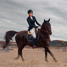 Pferdehaftpflicht-Versicherung