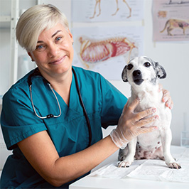 Hundekrankenversicherung